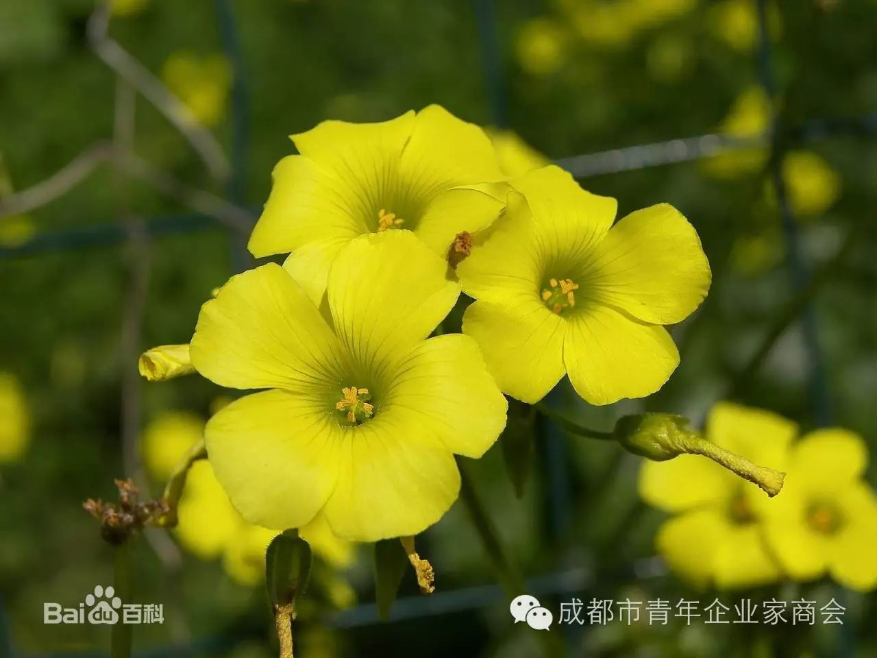 青商会 祝福 The Best Wishes 送给张泳的生日祝福 成都市青年企业家商会