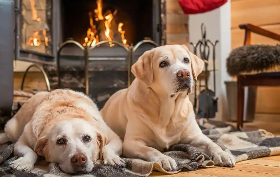 从拆家狂魔到暖心伙伴：揭秘拉布拉多的懂事之路