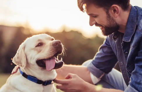 从拆家狂魔到暖心伙伴：揭秘拉布拉多的懂事之路