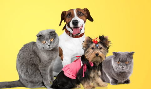 2025年中国宠物<a href=https://www.vso.com.cn/zixun/hangye/ target=_blank class=infotextkey>行业</a>市场报告：社交媒体成消费决策的核心因素