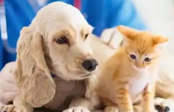 2025年中国宠物行业市场报告：社交媒体成消费决策的核心因素