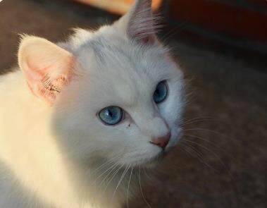 猫咪拉稀带血精神好≠没事！这2类情况必须马上送医