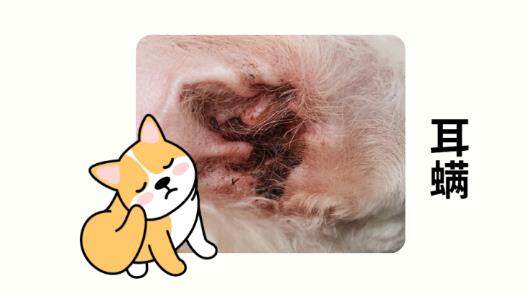 小狗耳朵痒一个劲挠？5大病因排查