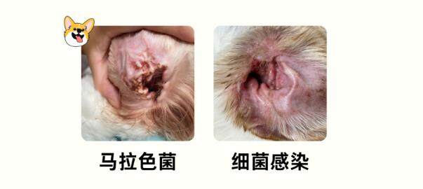 小狗耳朵痒一个劲挠？5大病因排查
