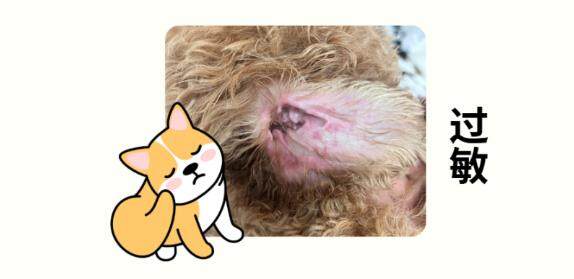 小狗耳朵痒一个劲挠？5大病因排查