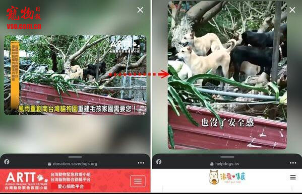 假公益!动保团体控盗用影片引网友同情 饲料网购平台回应了