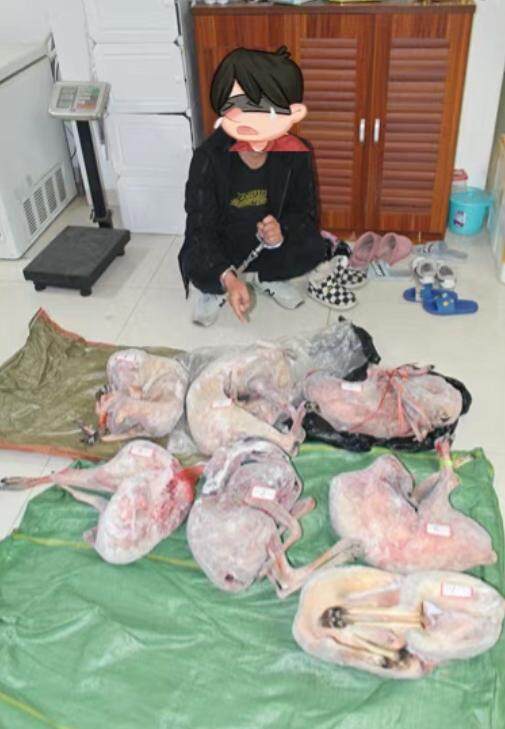 四川攀枝花警方侦破野生动物大案 查获虎鞭熊胆等制品420余斤