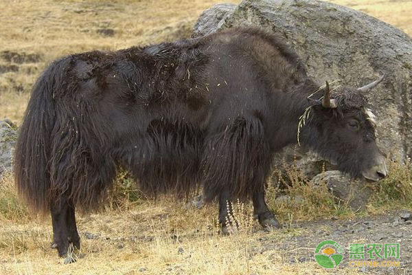 牦牛要怎么养殖?做好这四个要点不怕养不好! 牦牛要怎么养殖?做好这四个要点不怕养不好!-图片版权归惠农网所有