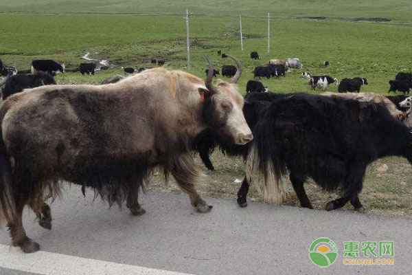 牦牛要怎么养殖?做好这四个要点不怕养不好! 牦牛要怎么养殖?做好这四个要点不怕养不好!-图片版权归惠农网所有