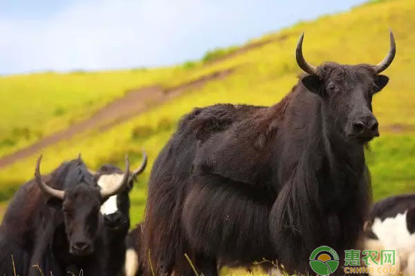 牦牛要怎么养殖?做好这四个要点不怕养不好! 牦牛要怎么养殖?做好这四个要点不怕养不好!-图片版权归惠农网所有