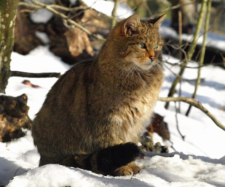 科普:欧洲野猫-<a href=https://www.vso.com.cn/ target=_blank class=infotextkey>猫咪</a><a href=https://www.vso.com.cn/baike/ target=_blank class=infotextkey>百科</a>